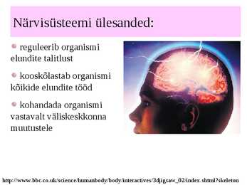 Inimese närvisüsteem #20