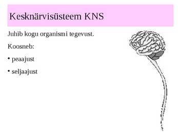 Inimese närvisüsteem #4
