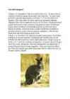 PUNANE HIIDKÄNGURU #3
