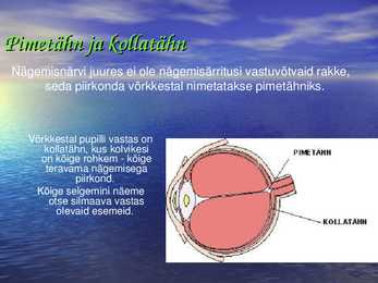 Silm #5