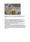 Beduiinid #2