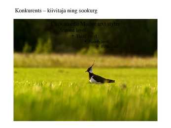 Madalsood #12