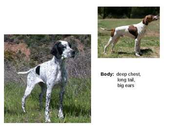 Inglise koerad - English dogs #12