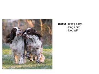 Inglise koerad - English dogs #14