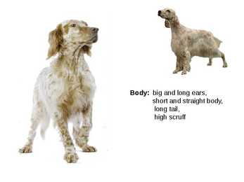 Inglise koerad - English dogs #16