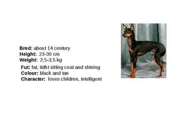 Inglise koerad - English dogs #17