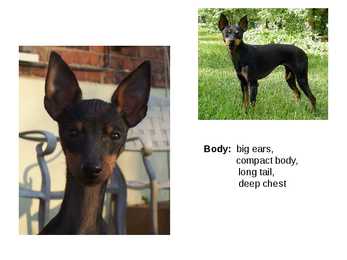 Inglise koerad - English dogs #18