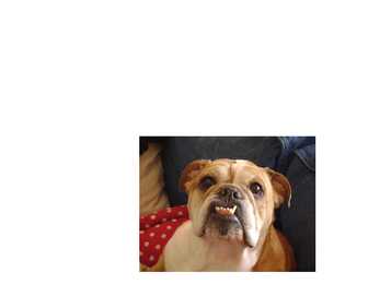 Inglise koerad - English dogs #19