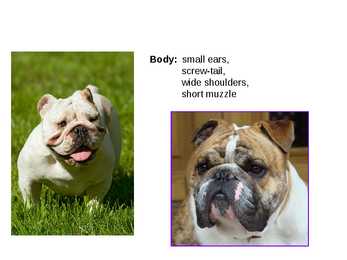Inglise koerad - English dogs #4