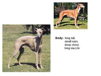 Inglise koerad - English dogs #6