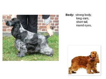 Inglise koerad - English dogs #8