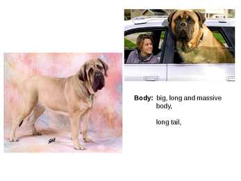 Inglise koerad - English dogs #10
