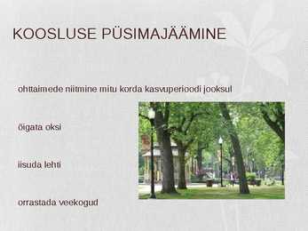 Looduslik kooslus-Park #12
