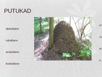 Looduslik kooslus-Park #10