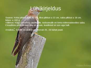 Nimetu #3