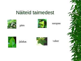 Parasvöötme metsad #11