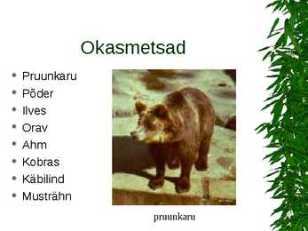 Parasvöötme metsad #13