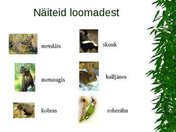 Parasvöötme metsad #15