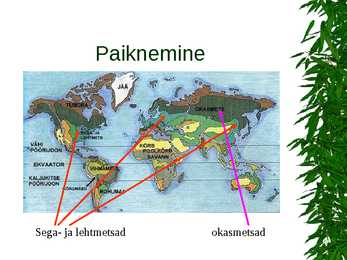 Parasvöötme metsad #3