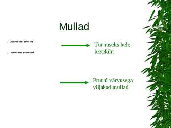 Parasvöötme metsad #6