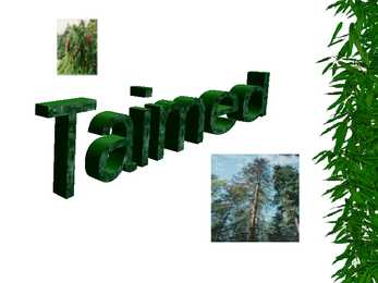 Parasvöötme metsad #7