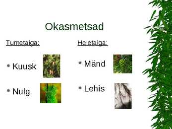 Parasvöötme metsad #8