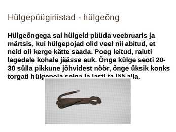 Hülgepüük Eestis #3