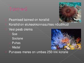 Punane meri #4