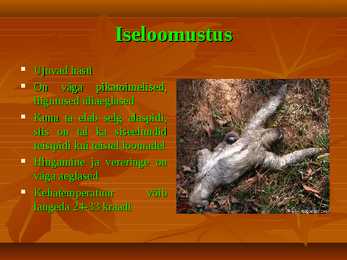 Laiskloom - referaat #6