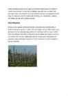 Acid rain #4