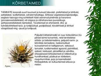 Kõrbetaimed #2