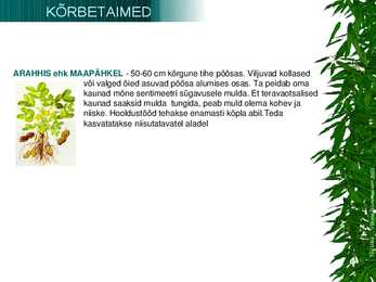 Kõrbetaimed #3