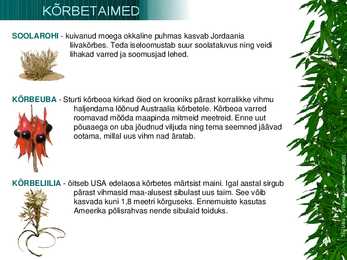Kõrbetaimed #4