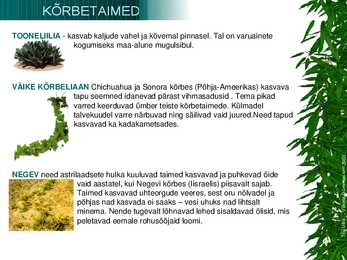 Kõrbetaimed #5