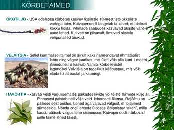 Kõrbetaimed #6