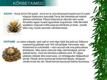 Kõrbetaimed #7