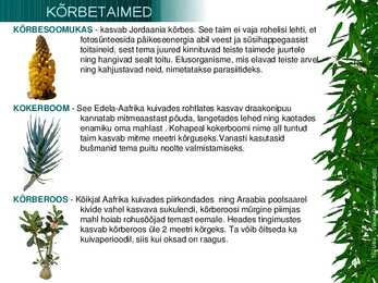 Kõrbetaimed #8