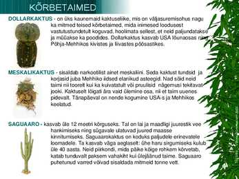 Kõrbetaimed #9