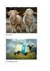 Lammas #6