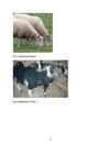 Lammas #7