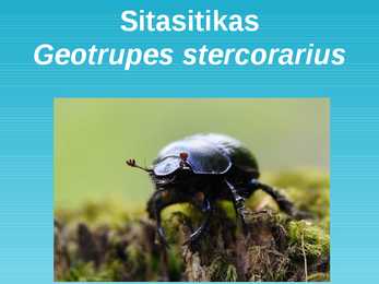 Sitasitikas