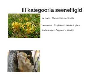Kaitstavad seeneliigid ja kivistised #13