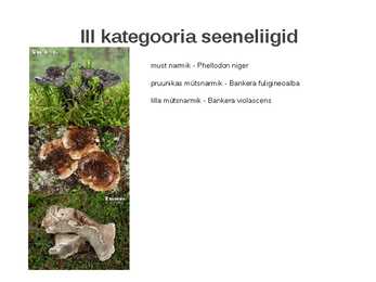 Kaitstavad seeneliigid ja kivistised #14