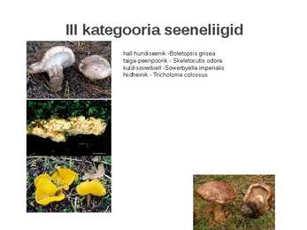 Kaitstavad seeneliigid ja kivistised #15