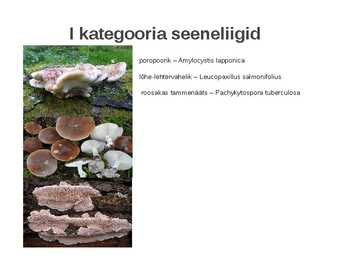 Kaitstavad seeneliigid ja kivistised #4
