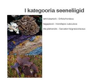 Kaitstavad seeneliigid ja kivistised #5
