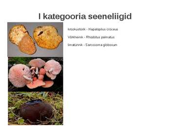 Kaitstavad seeneliigid ja kivistised #6