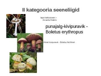 Kaitstavad seeneliigid ja kivistised #8