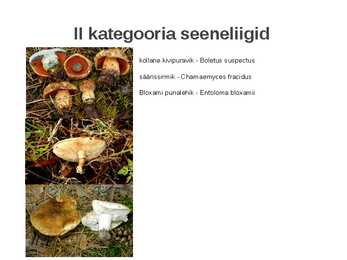 Kaitstavad seeneliigid ja kivistised #9
