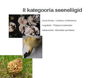 Kaitstavad seeneliigid ja kivistised #10
